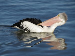 australian pelican, goolwa, south australia