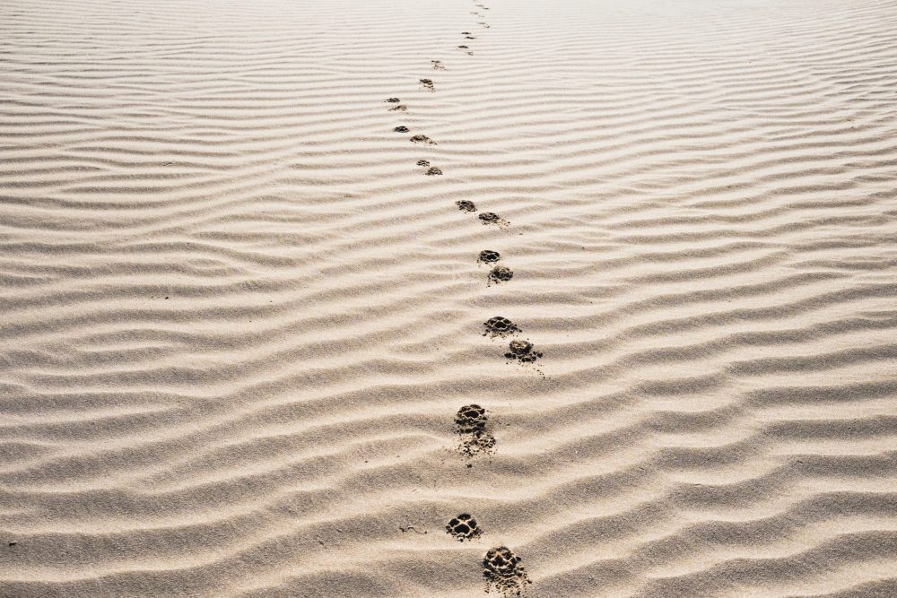 footprints on sand
